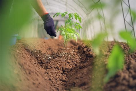 Comment Fertiliser Vos Plantes De Jardin