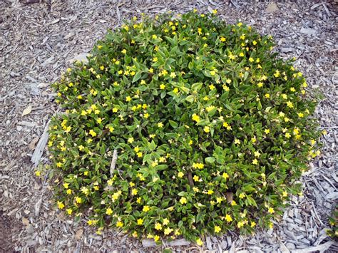 Best Ground Cover Plants Victoria Ground Cover And Shrubs