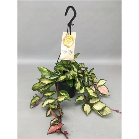 Хойя карноза Триколор (Hoya carnosa Tricolor) - описание сорта, фото ...