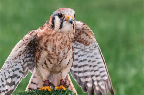 American Kestrel Spreads Wings Stock Photo Image Of Wildlife Falco