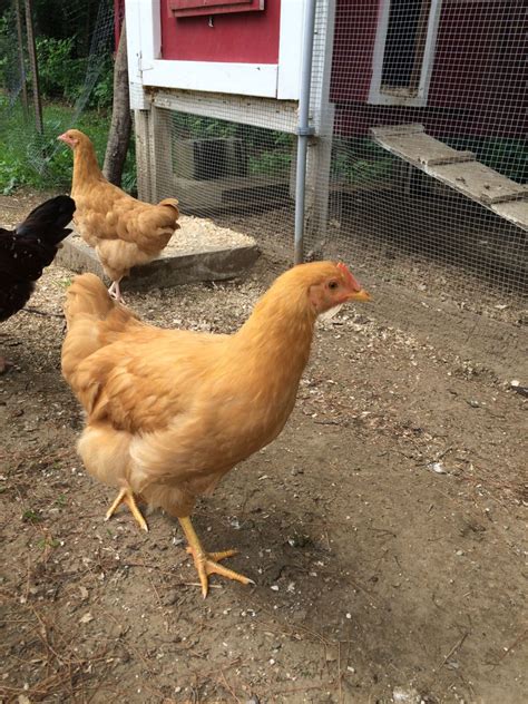 12 Week Old Buff Orpington Or Buff Rock Pullet Or Cockerel Backyard Chickens Learn How To