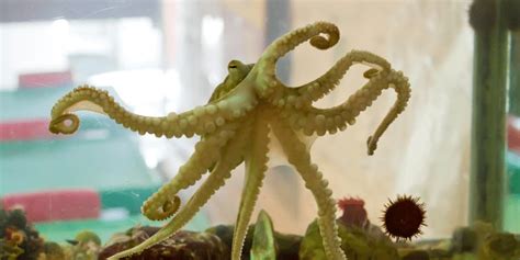 How Hard Is It to Keep an Octopus in an Aquarium? - Aquarium Sphere