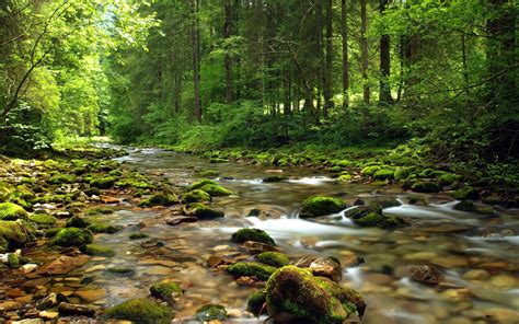 Mountain Stream River Gravel Covered With Green Moss Clear Water Forest