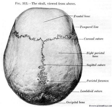 Superior View Prohealthsys Anatomy Bones Skull Anatomy Human