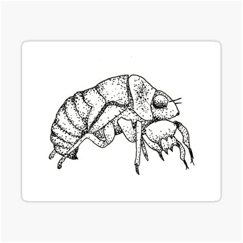 Cicada Shell Sticker By Elenamassey Redbubble