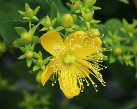 Johanniskraut Wirkt Antidepressiv Apomedica