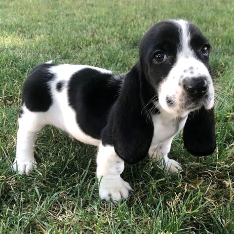 Scout, a Black & White Male Basset Hound Puppy 649423 | PuppySpot