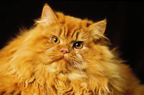 Red Persian Domestic Cat Portrait Of Adult Stock Image Image Of Hair