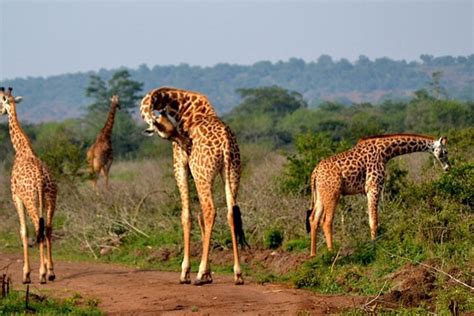 Giorni Esplora Il Safari Dei Primati Del Ruanda E Dell Uganda Fornito