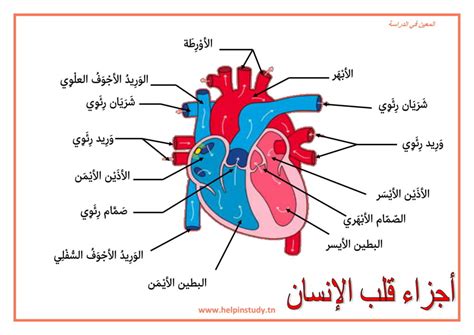 أجزاء قلب الإنسان المعين في الدراسة