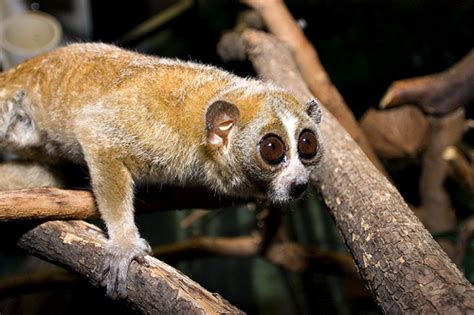 Pygmy Slow Loris Info, Diet, Habitat, Conservation, Pictures