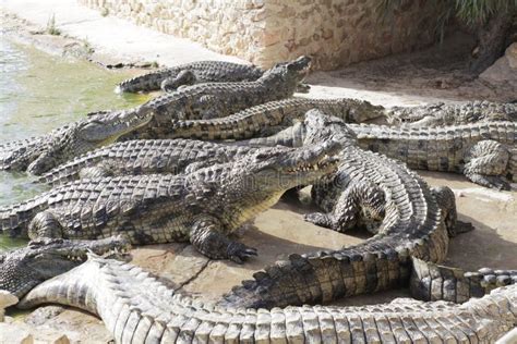 Crocodiles at a Crocodile Farm are Awaiting Feeding. F Stock Photo ...