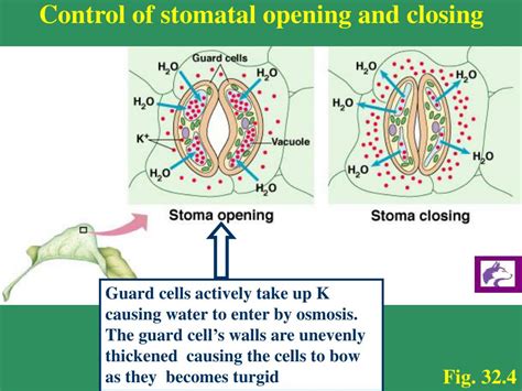 Opening And Closing Of Stomata