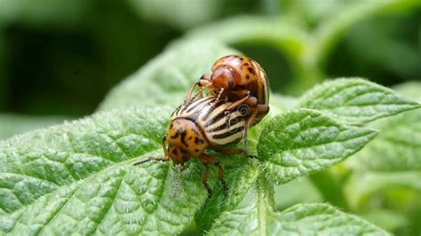 Colorado Beetle In Mating Reproduction Of Colorado Potato Beetles Close Up In Potato Leaves