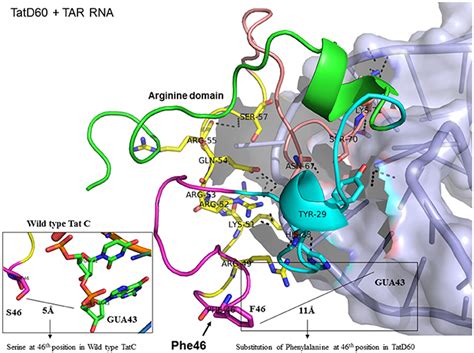 Frontiers In Silico Analyses Of Subtype Specific Hiv Tat Tar Rna