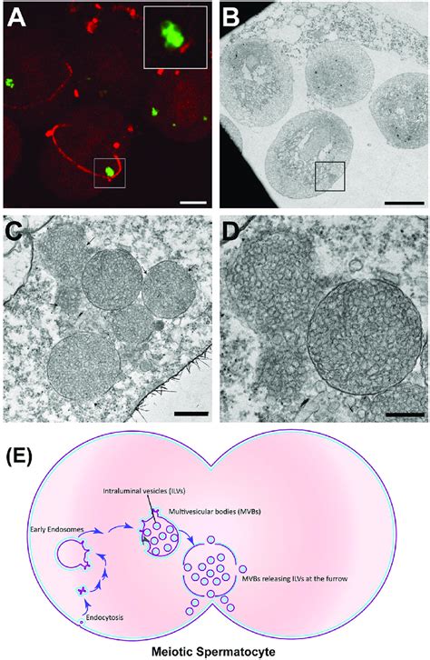 Mvbs Release Intraluminal Vesicles At The Cytokinetic Furrow A