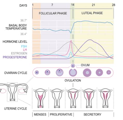 Endocrinology Sex Hormones Final Flashcards Quizlet