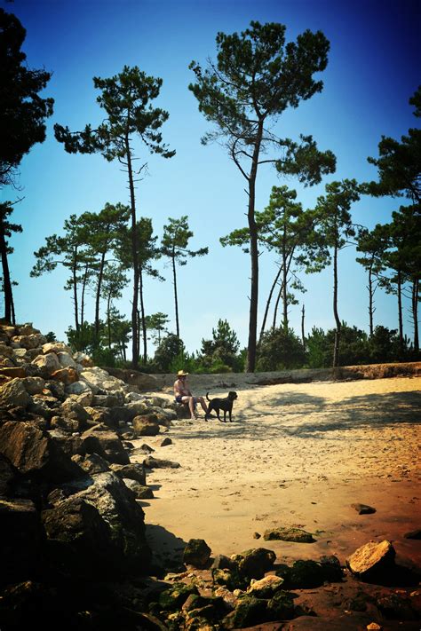 Free Images Beach Landscape Sea Coast Tree Nature Sand Rock