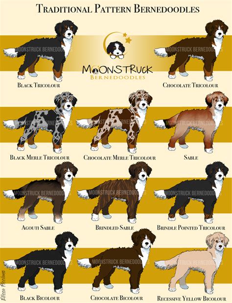 Bernedoodles Explained