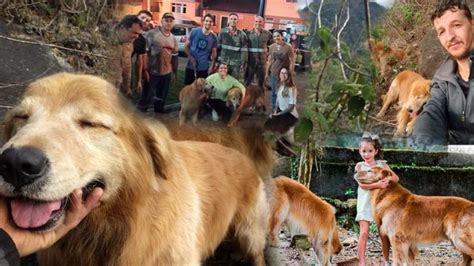 A Gazeta Perdidos em mata cachorros são resgatados em penhasco no ES