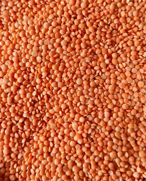 Red Masoor Dal At Rs 73 Kg In Patna ID 27016726888