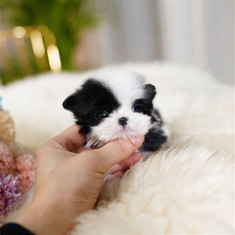 Bianca Female Teacup Shihtzu Mini Teacup Puppies Inc