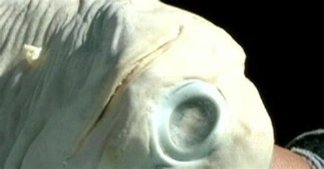 Albino 'cyclops' shark found by fisherman