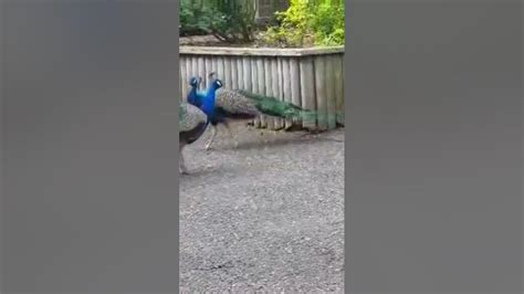 Peacocks Youtube