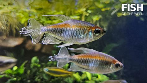 Trop 248 U031 Congo Tetra Phenacogrammus Interruptus 54 Off