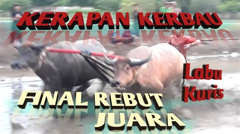 Kerapan Kerbau Final Rebut Juara Desa Lab Kuris Sumbawa Youtube