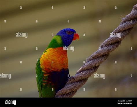 Blue Mountain Parrot Hi Res Stock Photography And Images Alamy