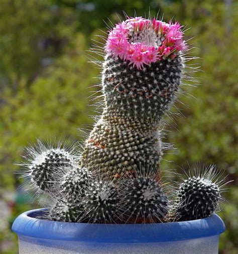 Cactus Mammillaria Guía de Cuidados Cosas del Jardin