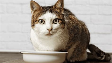 Consejos Para Hidratar A Un Gato Que Rechaza La Comida ¡cuida Su Salud