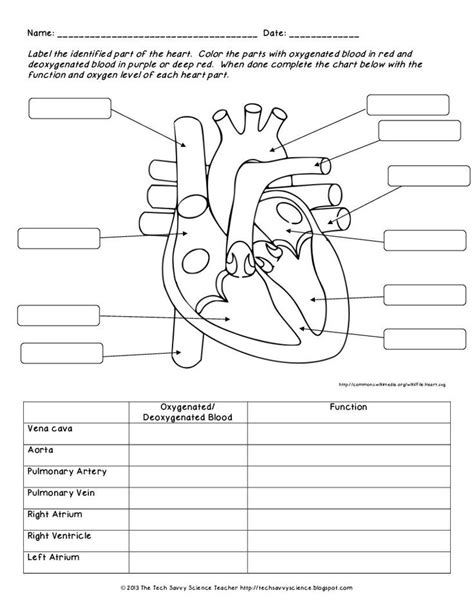 Intro To Anatomy And Physiology Worksheets