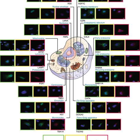 Fluorescence Microscopy Analysis Of The Cellular Localization Markers