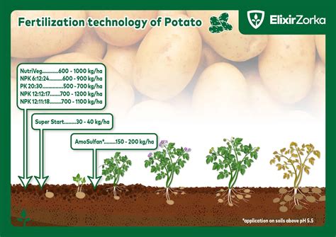 Potato Elixir Group