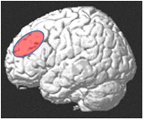 Prefrontal Cortex Function