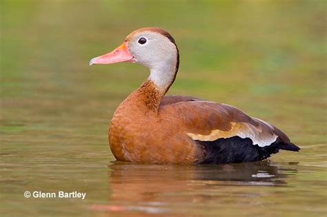 Black Bellied Whistling Duck