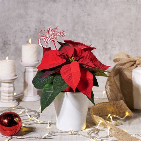 Potted Poinsettia – Holiday gift baskets