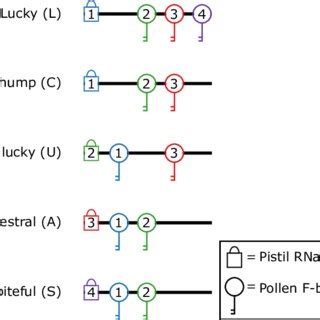 Haplotype classes. In this example, the population begins with three... | Download High-Quality ...