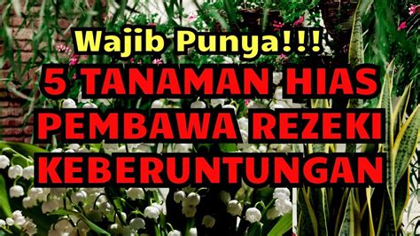 Kamu Harus Punya 5 Tanaman Hias Pembawa Rezeki Tanaman Pembawa