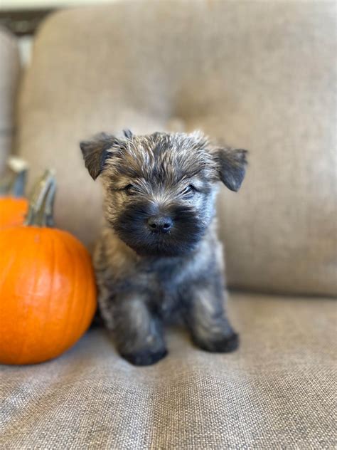 Cairn Terrier Puppies For Sale