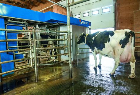 Boumatic Vernieuwt Arm En Camera Van Zijn Melkrobot Veehouderij Techniek