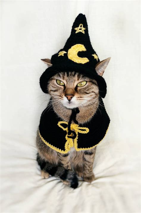 Wizard Pet Costume Wizard Costume For Cat Halloween Cat Hat Etsy