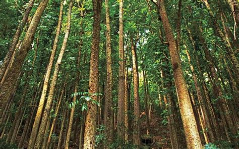 Mengenal Kayu Akasia Dan Manfaatnya BioCide Insecticide