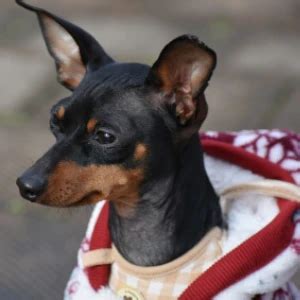 C Mo Cuidar A Un Pinscher Miniatura