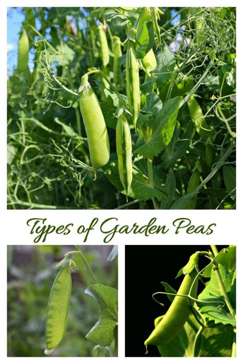 Types Of Peas Tips For Growing Garden Peas English Snow Sugar Snap