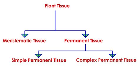 Tissues Class 9 Science Ncert Cbse Chapter 6 9thscience