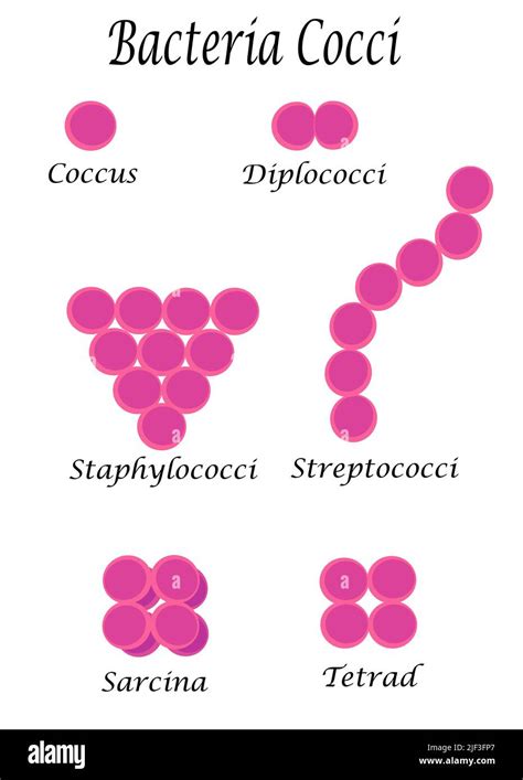 Conjunto de varios tipos de bacterias cocci Ilustración vectorial