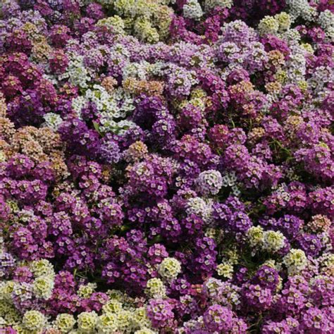 How To Grow And Care For Alyssum Gardening Tips And Tricks Inside The Yard